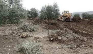 Протурецкие боевики вырубили 1400 деревьев в Шераве