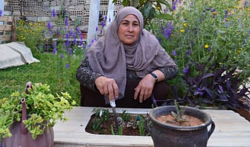 Фатима Махмуд превратила свой дом в цветочный сад
