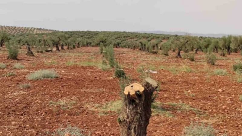 Джихадисты вырубили в Африне 80 оливковых деревьев