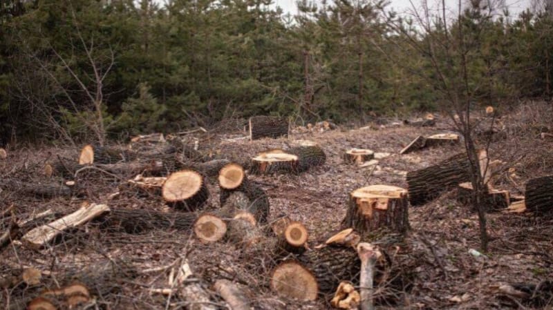 Оккупанты пытали мирных жителей и вырубили 270 деревьев в Африне