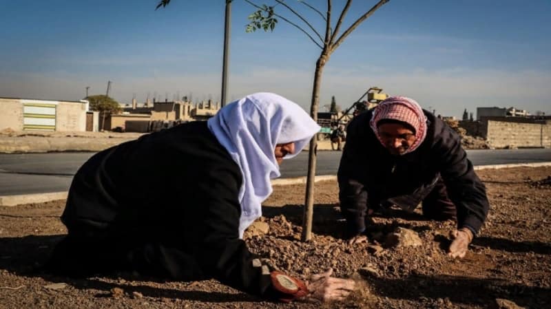 В Джазире посадят тысячи деревьев